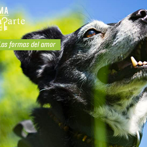 Cody: se acabó la vida de perros